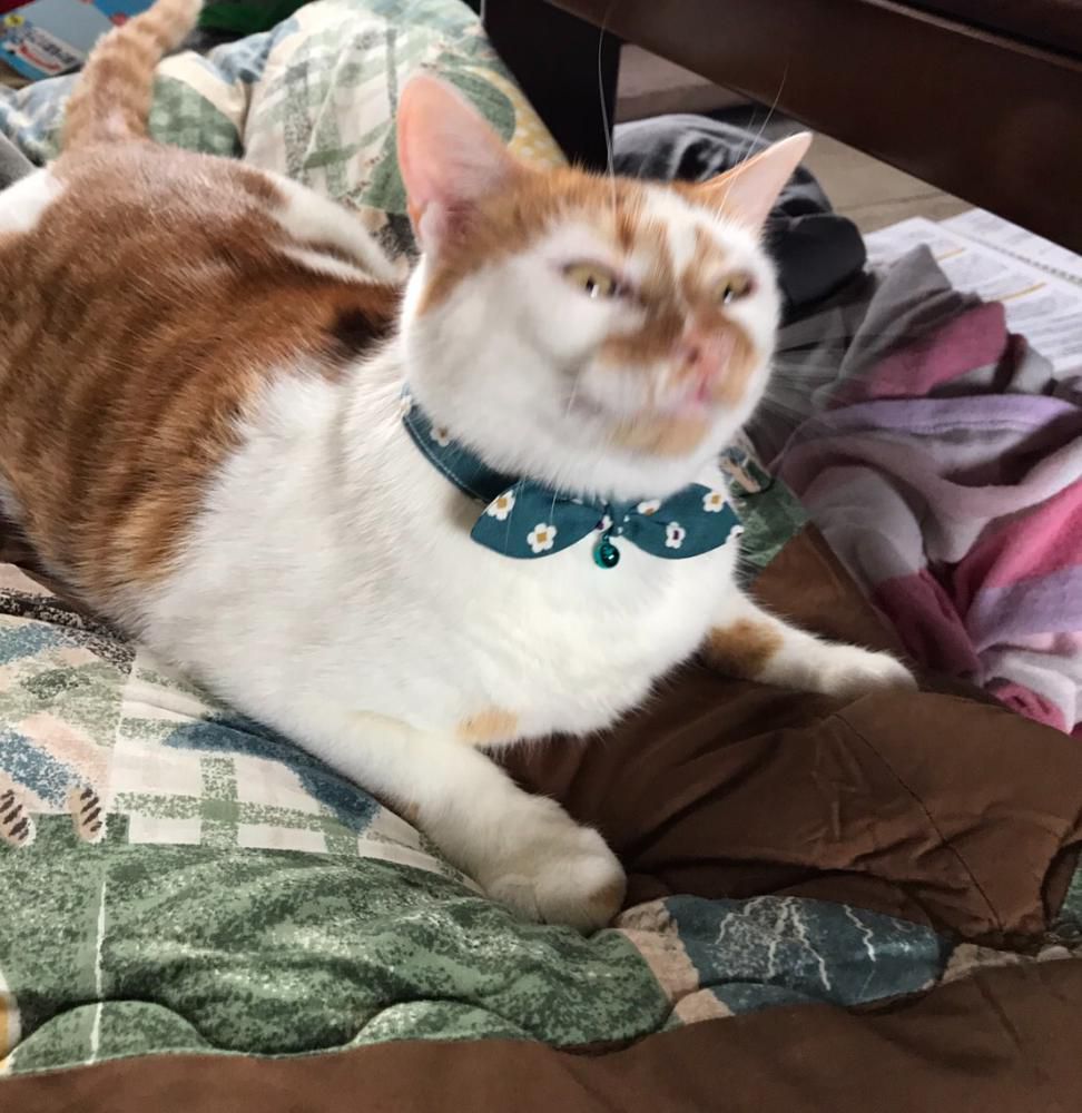 うちの猫