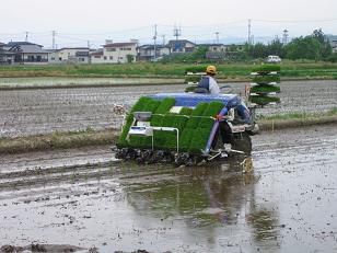 ●美蔵の田植え！●