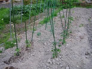 美蔵の野菜畑・・・・・（＾＾）ｖ