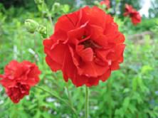 美蔵の花（・・）V