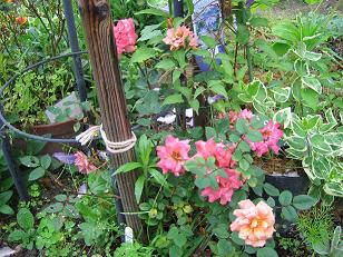 ★美蔵のばらの花★