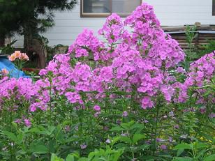 ◎◎美蔵の家の花・・・◎◎