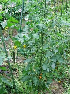 ◆◆美蔵の野菜◆◆