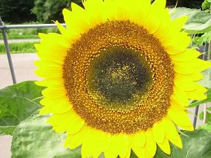 ◆◆◆美蔵の花◆◆◆