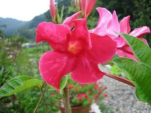 ◎◎◎美蔵のﾏﾝﾃﾞﾋﾞﾗ・・・・