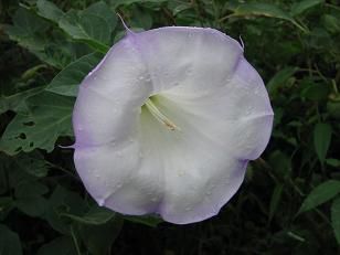 ◆◆美蔵の花・・・・・・