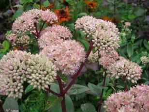 ▼△▼美蔵の花・・・・・