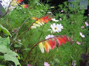 ▼o▼美蔵の花・・・
