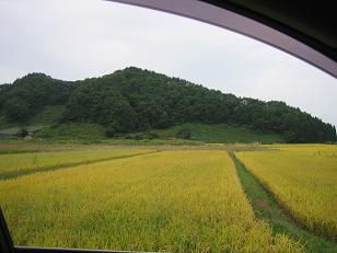 ★＿★美蔵の稲刈り・・・