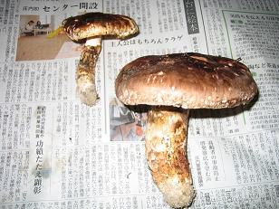 秋の味覚・・・まつたけ　美蔵☆。☆