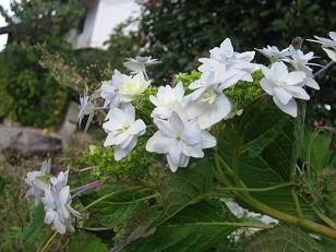 ☆。☆季節はずれ・・・美蔵