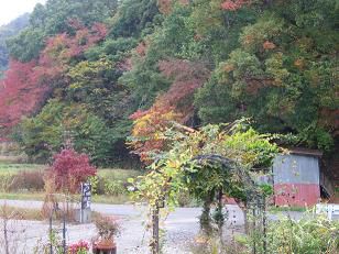 ☆。☆今日の紅葉・・・美蔵
