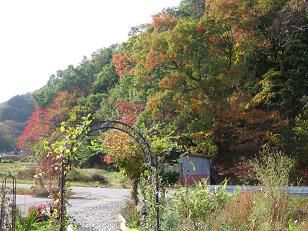 ★。☆今週の紅葉・・・美蔵