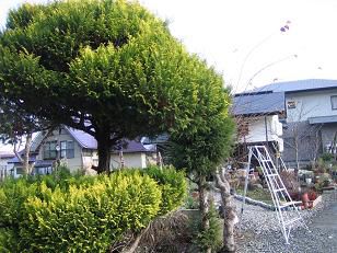 ★。★植木屋さん・・・美蔵