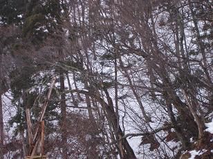 ★。★定休日のお客様はお猿さん？・・・美蔵