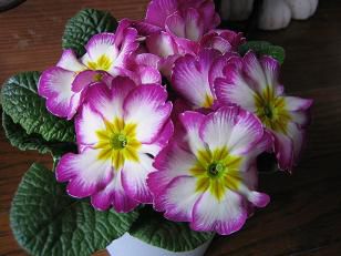 ★。★春の花・・・美蔵