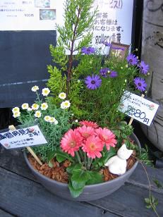 ★。★チョとはやいけど寄せ植え講習のご案内・・・美蔵