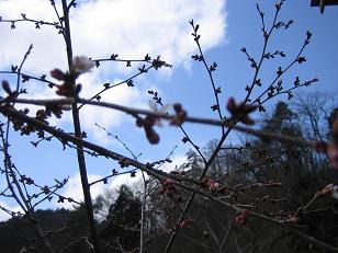 ★。★美蔵の桜情報！！