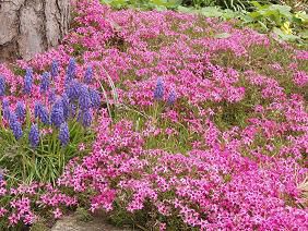 ★。★芝桜が満開！！美蔵