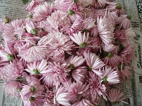 ★。★菊の花・・・美蔵
