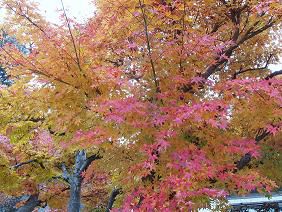 ★。★隣のもみじ・・・美蔵