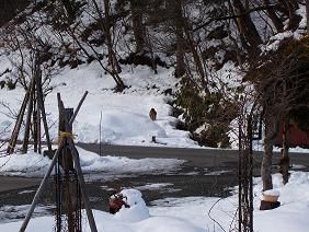 ★。★新年初のお客様？・・・美蔵