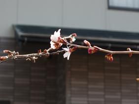 ★。★桜が咲きました！・・・美蔵