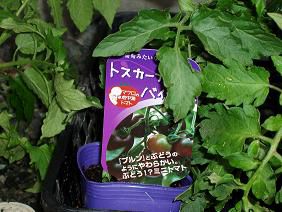 ★。★むらさきのトマト？・・・美蔵