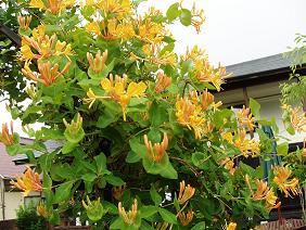 ★。★美蔵のアーチが花盛り・・・・・