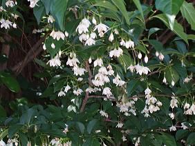 ★。★なんの花かな？？？？？美蔵