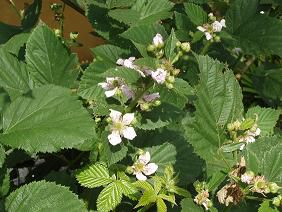 ★。★ラズベリーの花が咲いてます・・・美蔵