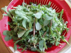 ★。★山形名物？“ひょう”・・・美蔵