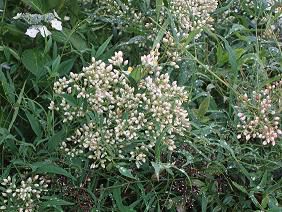 ★。★南天の花が咲きました・・・美蔵