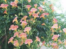 ★。★花のカーテン・・・美蔵