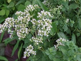 ★。★ハーブの花が満開です・・・美蔵