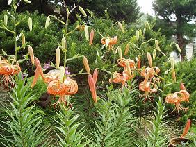 ★。★美蔵の花たち１