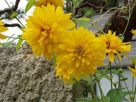 ★。★美蔵の花たち３