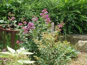 ★。★美蔵の花たち