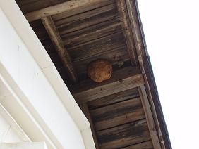 ★。★蜂の巣退治・・・美蔵