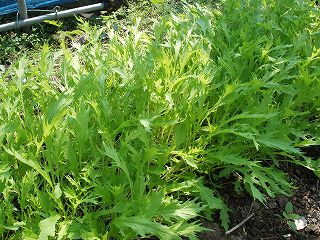 ★。★今年は野菜高いの・・・？？？美蔵