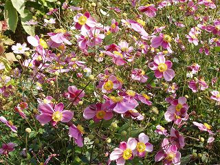 ★。★今年は花がたくさん・・・美蔵