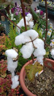 ★。★雪みたいな？花・・・美蔵