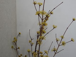 ★。★一足春をお楽しみください・・・美蔵