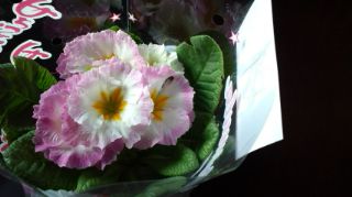 ★。★お花いただきました・・・美蔵