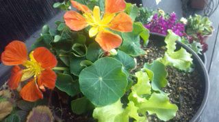 ★。★食べれる花を寄せ植えしました・・・美蔵