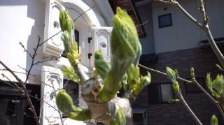 ★。★美蔵の山菜？