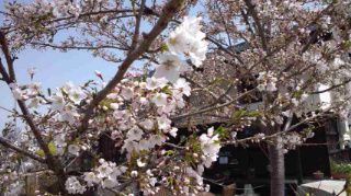 ★。★しつこく本日の桜・・・美蔵