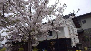 ★。★満開です・・・美蔵