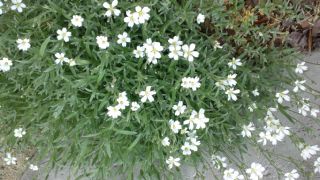 ★。★白いお花？・・・美蔵