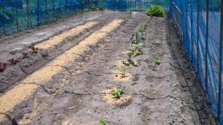 ★。★野菜を植えました・・・美蔵